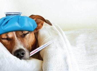 Can Your Pet Get the Flu? What You Need to Know About CIV