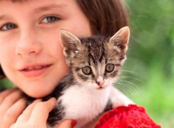 Bringing Home a New Kitten